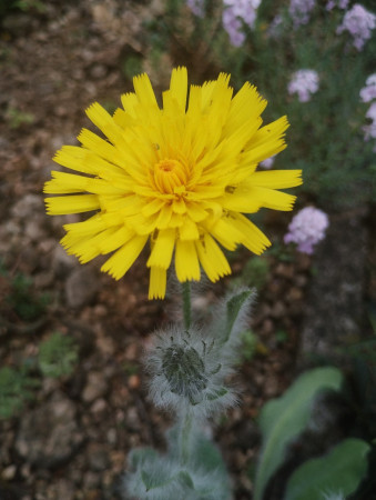 Hieracium villosum
